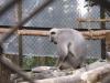 Monkey's Lunch Time - Darjeeling Zoo