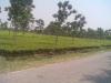 Tea Gardens in Daspara West Bengal