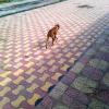 Dog on platform at Daund railway station