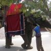 Elephant at Delhi...