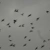 Scared Pigeons and Crows due Weather in Delhi