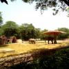 Elephants' Fodder Time at Delhi Zoo