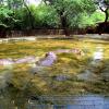 A Hippopotamus Family Enjoying a Swim At Delhi Zoo