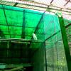 Sulphur Crested Cokatoo at Delhi Zoo
