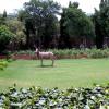 A deer At Nagpal Temple Garden, Chattarpur