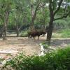 Bisons in Delhi Zoo
