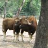 Bisons in Delhi Zoo