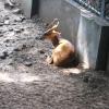 Deer in Delhi Zoo