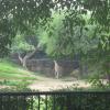 Girraf in Delhi Zoo