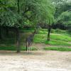 Giraffe in Delhi Zoo