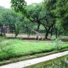 Girraffe in Delhi Zoo