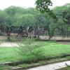 Girraf in Delhi Zoo