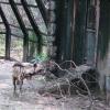 Hyna in Delhi Zoo