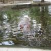 Hippo in Delhi Zoo