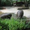 Hippo with her baby  in Delhi Zoo