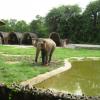 Jumbo in Delhi Zoo