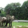 Two elephants are playing in Delhi Zoo