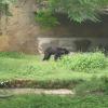 Bear in Delhi Zoo