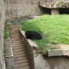 Bear in Delhi Zoo