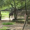 Group of Giraffe in Delhi Zoo