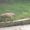 White tiger in Delhi Zoo