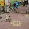People feeding monkeys in Mandu