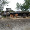 Cows in a Village near Dhar