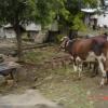 Farm Animal & Equipment in Dhar