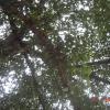 Banyan Tree in Dhar
