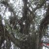 Banyan Tree and its Roots in Dhar