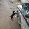 Young Goat Playing with the Car in Dhar