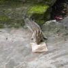 Squirrel with food packet