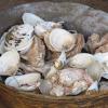 Seashells in a basket