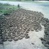 Road covered with cow dung