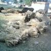 Stack of hay in a cow shed, Durgapur