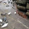 Pigeons eating in a passage of a temple