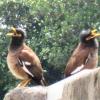 Singing birds on the Carnish,
