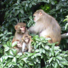 Family of monkeys in a tree
