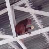 A monkey eating fruit on the angle of ceiling