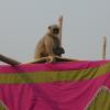 Monkey Watching From the Top of a Pandal, Durgapur