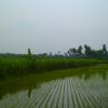 Paddy fields, Erode District