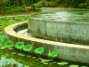 Lotus Pond inside DA IICT - Gandhinagar