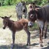 Cute zedonk - A cross between donkey and a zebra