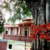 Sacred Tree at Mohan Nagar Temple