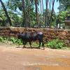 Bull in Gokarna