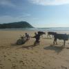 Cows on the beach of Gokarna