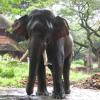 Anakotta Guruvayoor elephant sanctuary