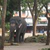 Elephant at Guruvayoor Temple, Kerala