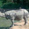A Rhino at Assam State Zoo