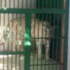 White Tiger in Gwalior Zoo